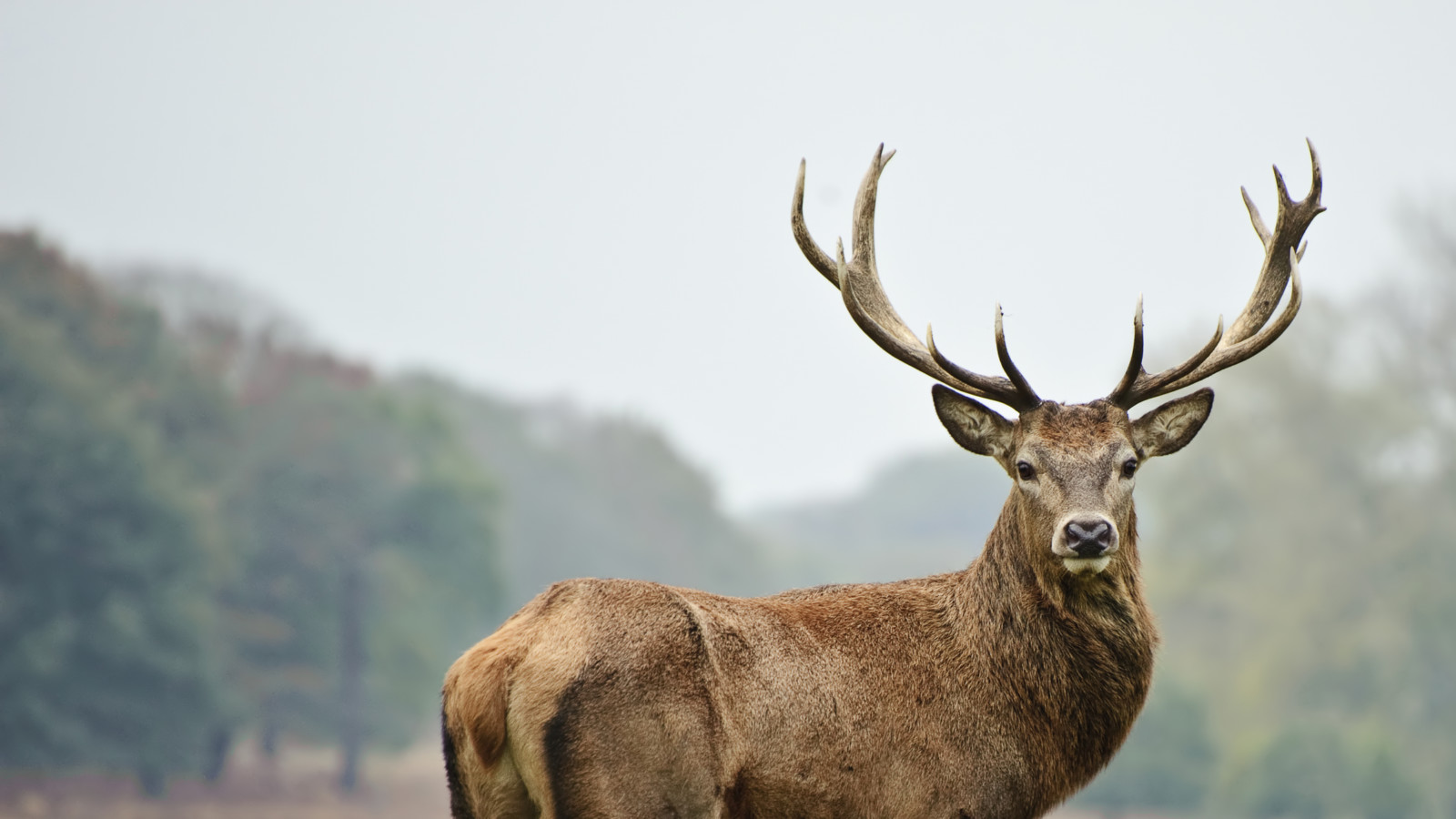 Deer standing in a field. Future venison.